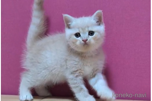 成約済の東京都のスコティッシュフォールド-100757の6枚目